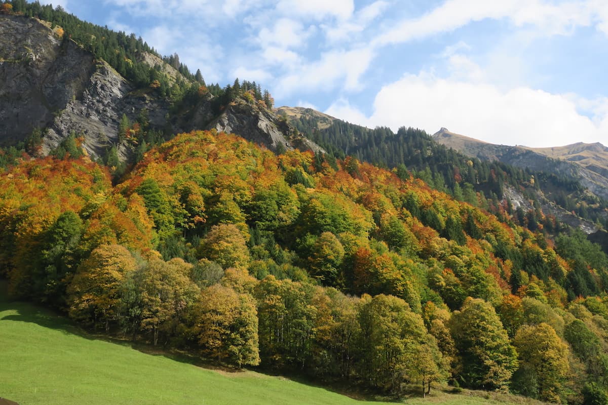 Der Herbstwald beim Hotel Alpenhof Weisstannen